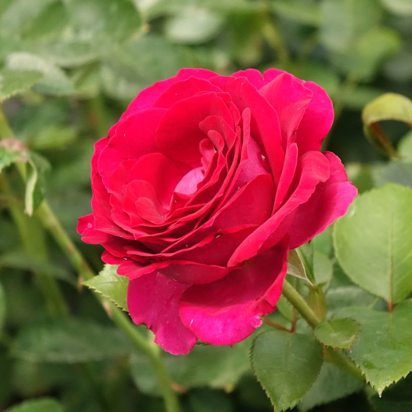 Roseira de flor grande Belles Rives (Floração)