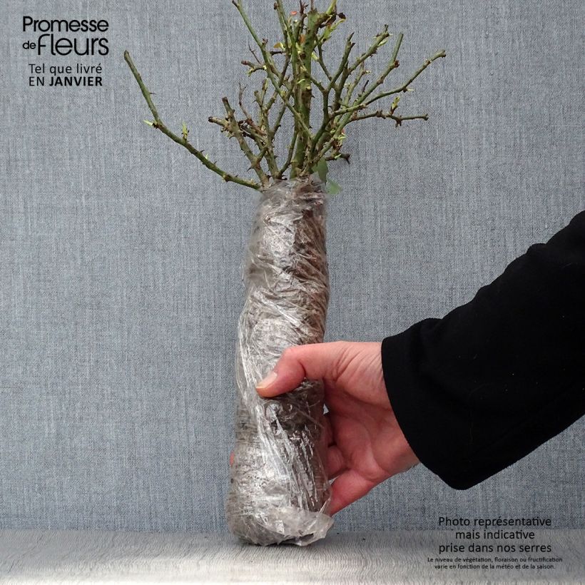 Amostra de Rosier à grandes fleurs Belles Rives Raízes nuas em torrão tal como entregue no inverno