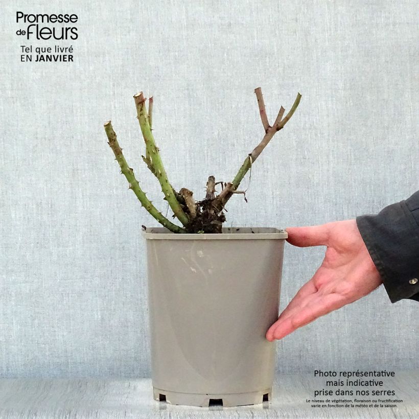 Amostra de Rosier à grandes fleurs Belles Rives Vaso de 4 L/5 L tal como entregue no inverno