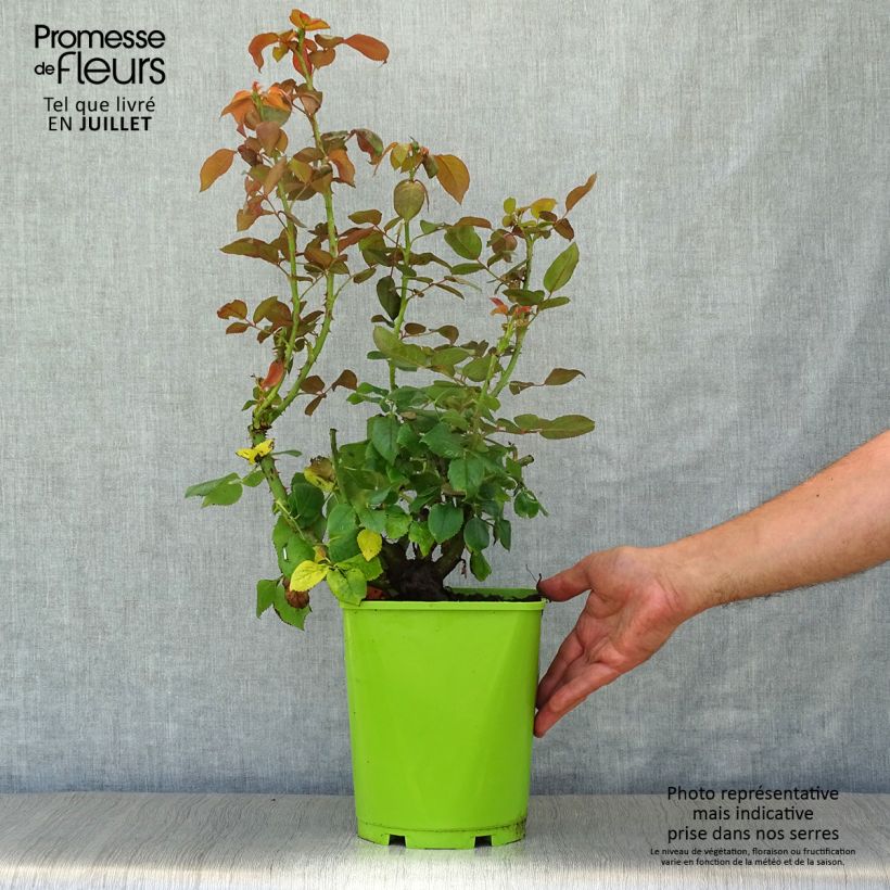 Amostra de Roseira de flor grande Belles Rives Vaso de 4 L/5 L tal como entregue no verão