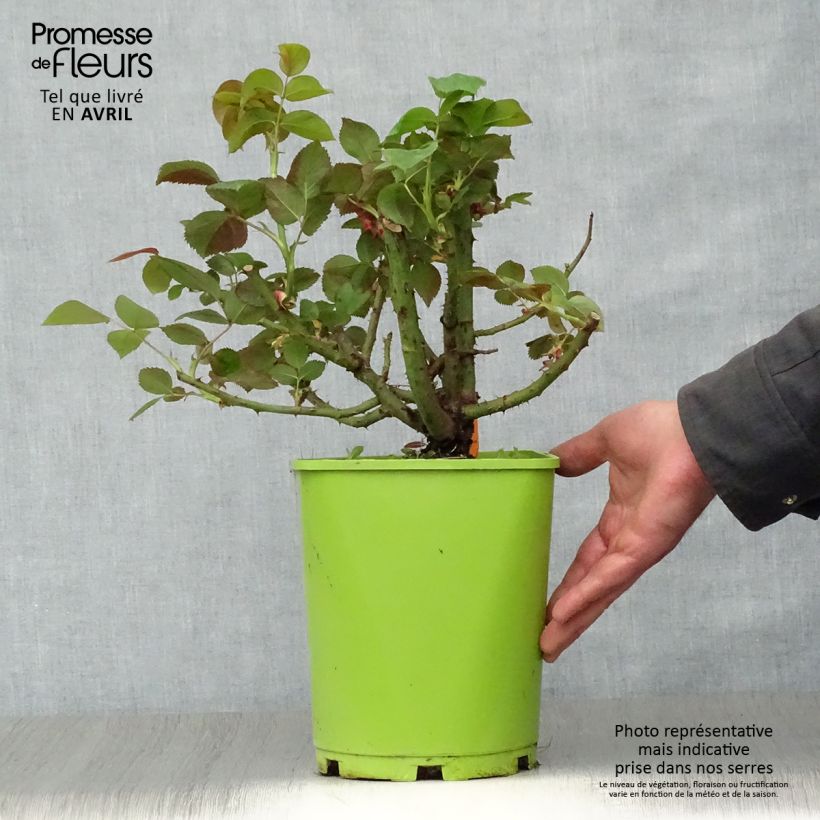 Amostra de Roseira de flor grande Belles Rives Vaso de 4 L/5 L tal como entregue na primavera