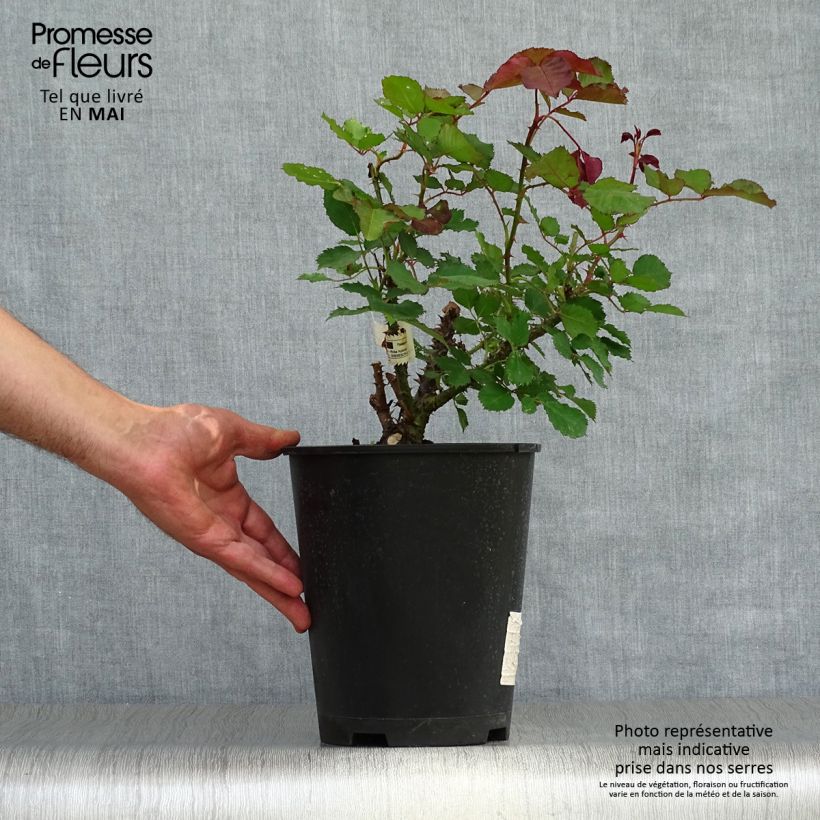 Amostra de Roseira de flor grande Berthe Morisot Vaso de 3 L/4 L tal como entregue na primavera