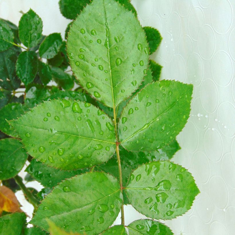 Roseira de flor grande Biedermeier 'Moonshine' (Folhagem)