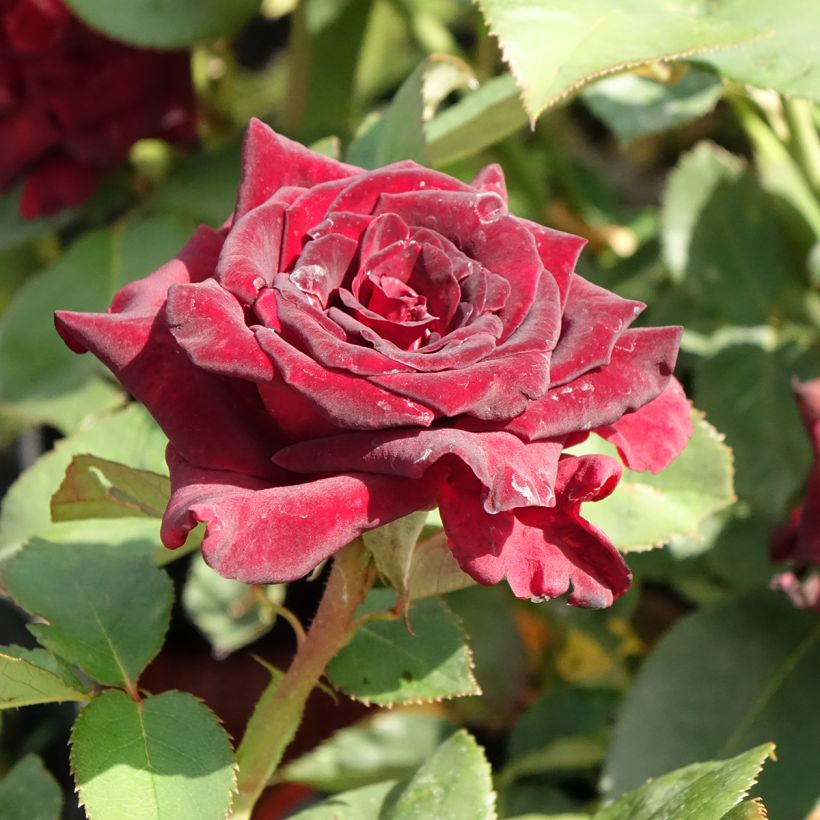 Roseira de flor grande Black Baccara (Floração)