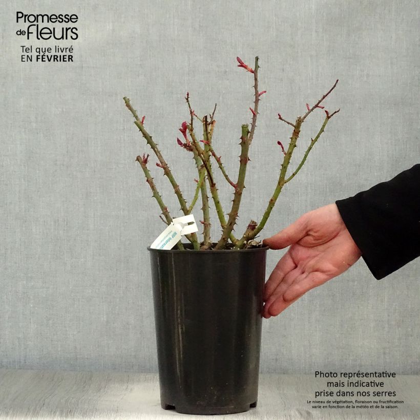 Amostra de Roseira de flor grande Blue Girl Vaso de 4 L/5 L tal como entregue no inverno