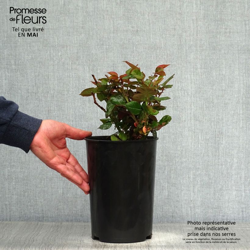 Amostra de Roseira de flor grande Blue Girl Vaso de 4 L/5 L tal como entregue na primavera