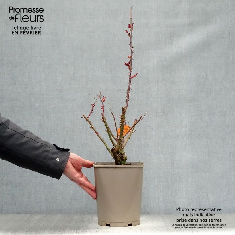 Amostra de Rosier à grandes fleurs Bolshoï Pot de 4L/5L tal como entregue no inverno