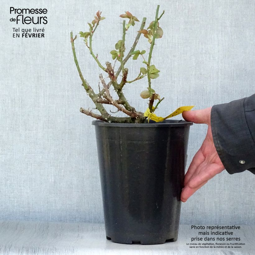 Amostra de Roseira de flor grande Boreale Vaso de 4 L/5 L tal como entregue no inverno