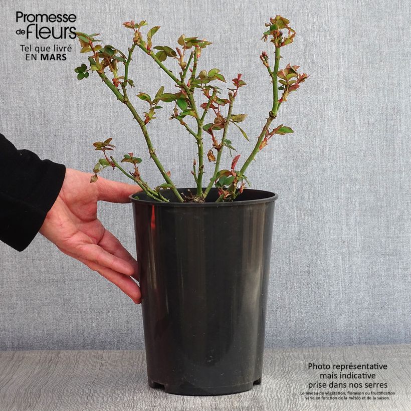 Amostra de Roseira de flor grande Borneo Odore Vaso de 4 L/5 L tal como entregue no inverno