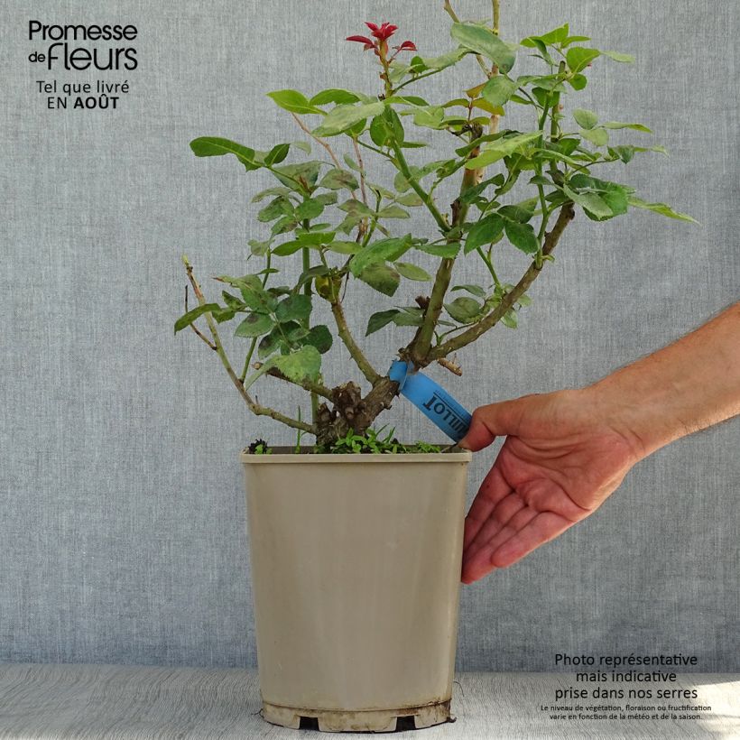 Amostra de Roseira de flor grande Bossuet Aigle de Meaux Vaso de 4 L/5 L tal como entregue no verão