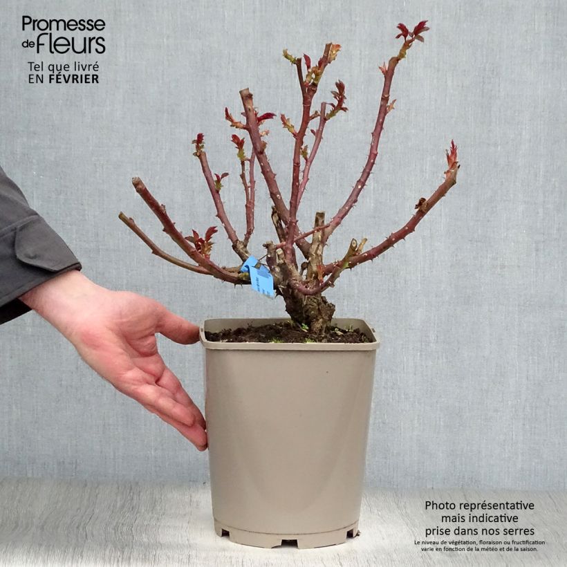 Amostra de Rosier à grandes fleurs Bossuet Aigle de Meaux Vaso de 4 L/5 L tal como entregue no inverno