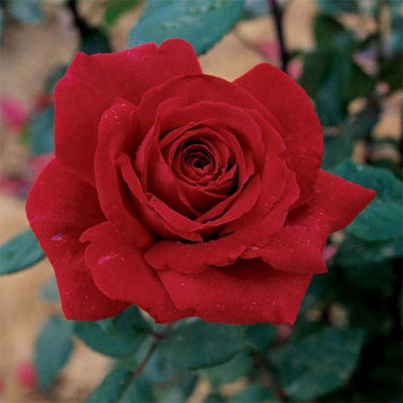 Roseira de flor grande Botero (Floração)