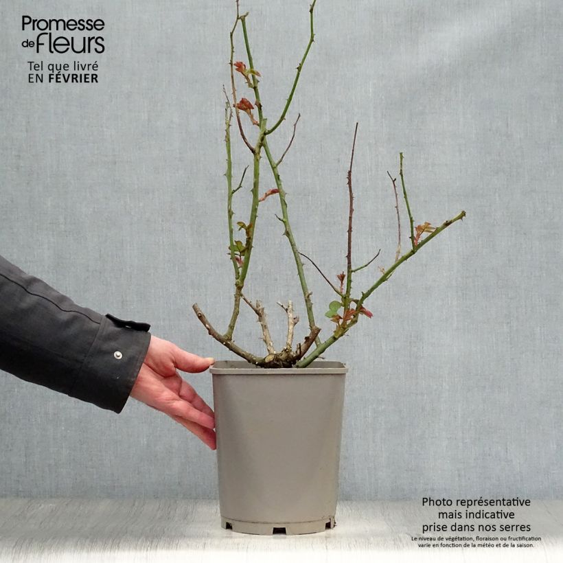 Amostra de Rosier à grandes fleurs Catherine Deneuve Vaso de 4 L/5 L tal como entregue no inverno