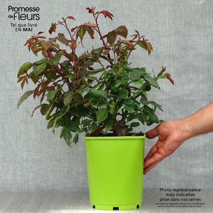 Amostra de Roseira de flor grande Catherine Deneuve Vaso de 4 L/5 L tal como entregue na primavera