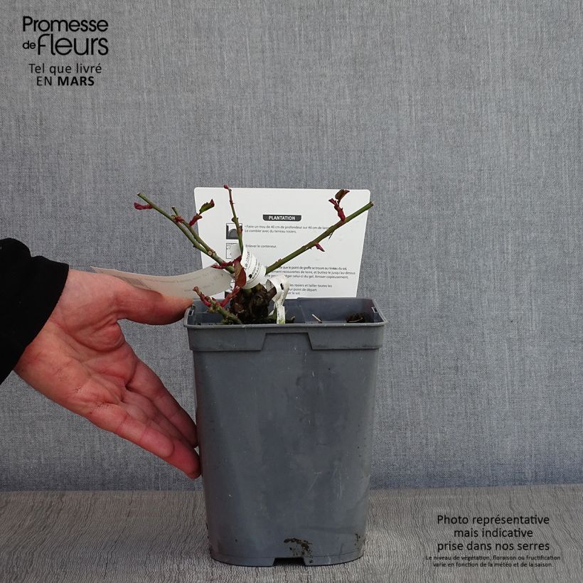 Amostra de Rosier à grandes fleurs Chartreuse de Parme Vaso de 3 L/4 L tal como entregue no inverno