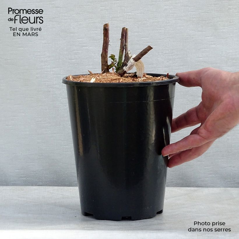 Amostra de Rosier à grandes fleurs Château de Cheverny Vaso de 3 L/4 L tal como entregue no inverno