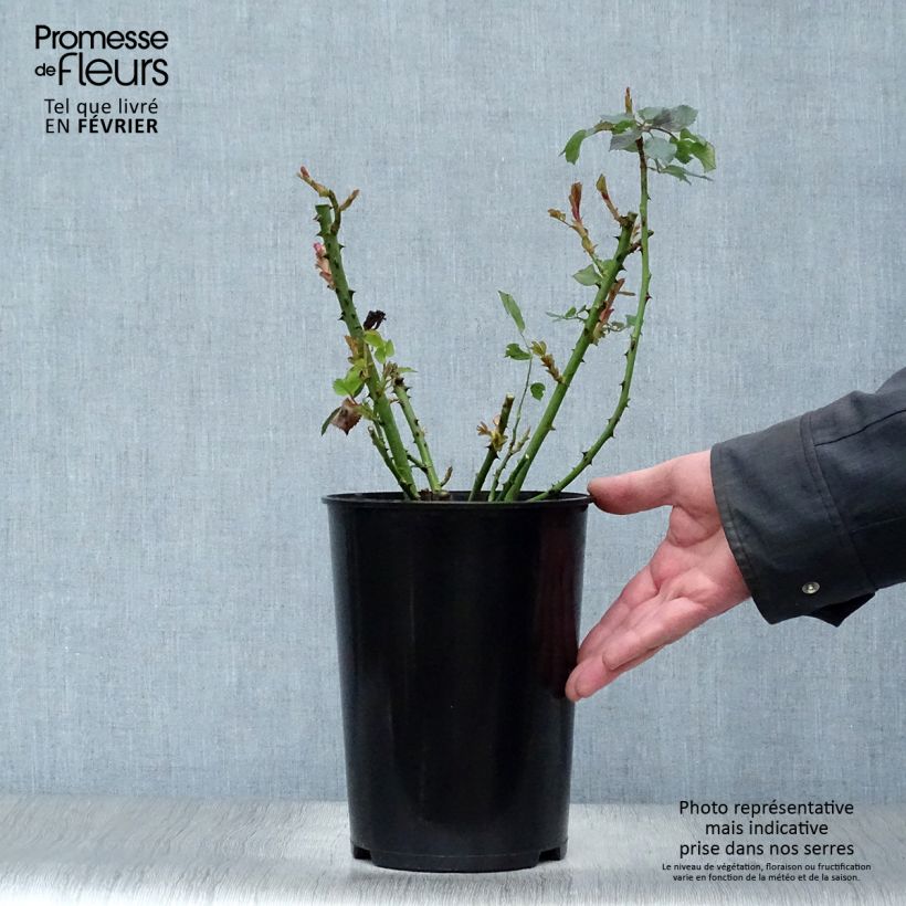 Amostra de Rosier à grandes fleurs Clair Renaissance Vaso de 4 L/5 L tal como entregue no inverno