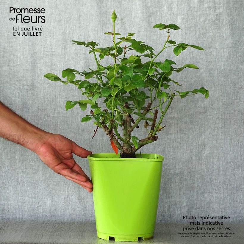 Amostra de Roseira de flor grande Claude Brasseur Vaso de 4 L/5 L tal como entregue no verão
