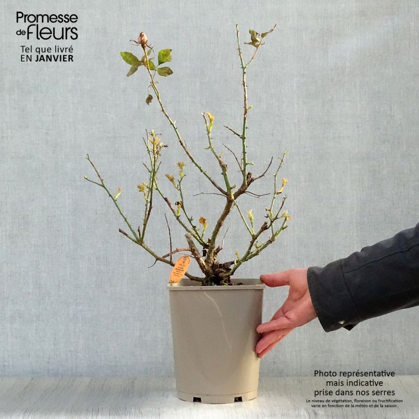 Amostra de Roseira de flor grande Claude Brasseur Vaso de 4 L/5 L tal como entregue no inverno