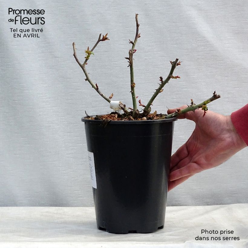 Amostra de Roseira de flor grande Claude Monet Vaso de 3 L/4 L tal como entregue na primavera