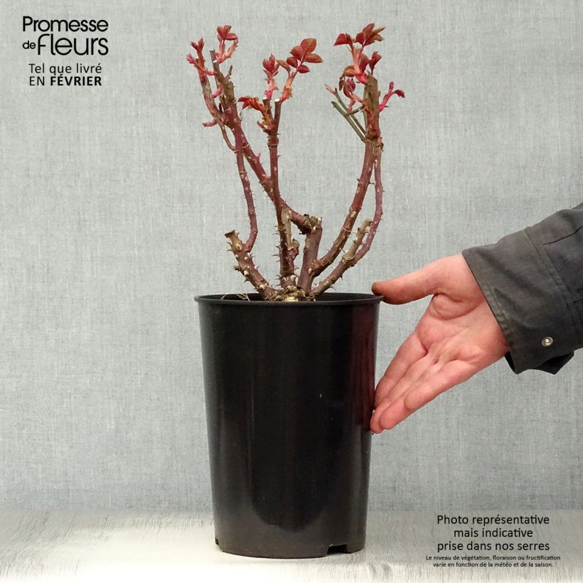 Amostra de Roseira de flor grande Eleganza Courage Vaso de 4 L/5 L tal como entregue no inverno