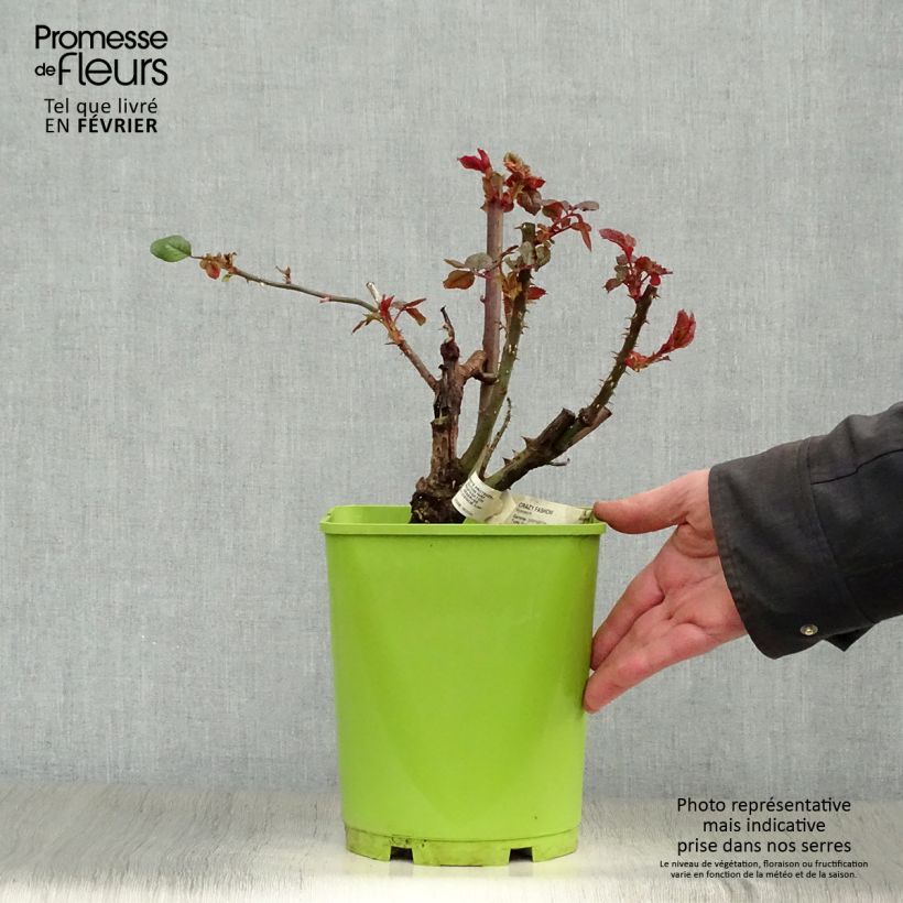 Amostra de Roseira de flor grande Crazy Fashion Vaso de 4 L/5 L tal como entregue no inverno