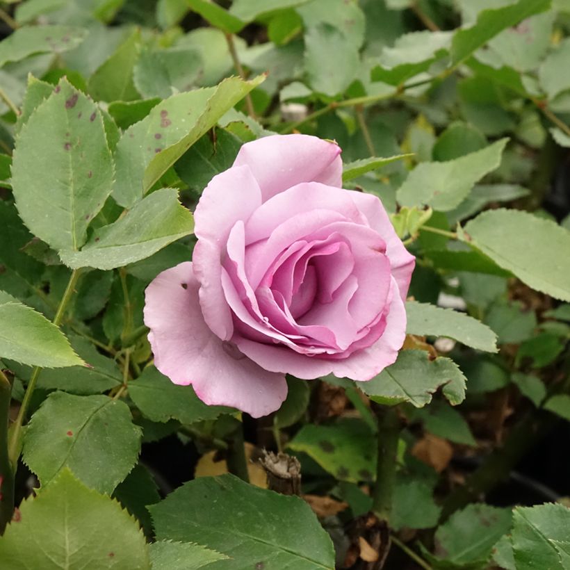 Roseira de flor grande Dioressence (Floração)