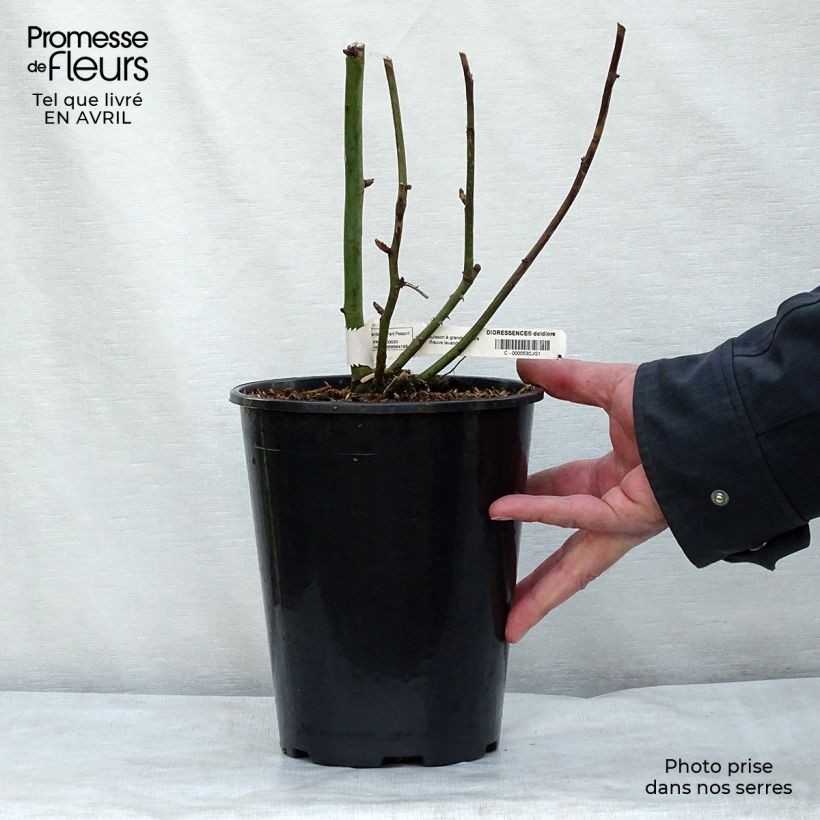 Amostra de Rosier à grandes fleurs Dioressence Vaso de 4 L/5 L tal como entregue na primavera