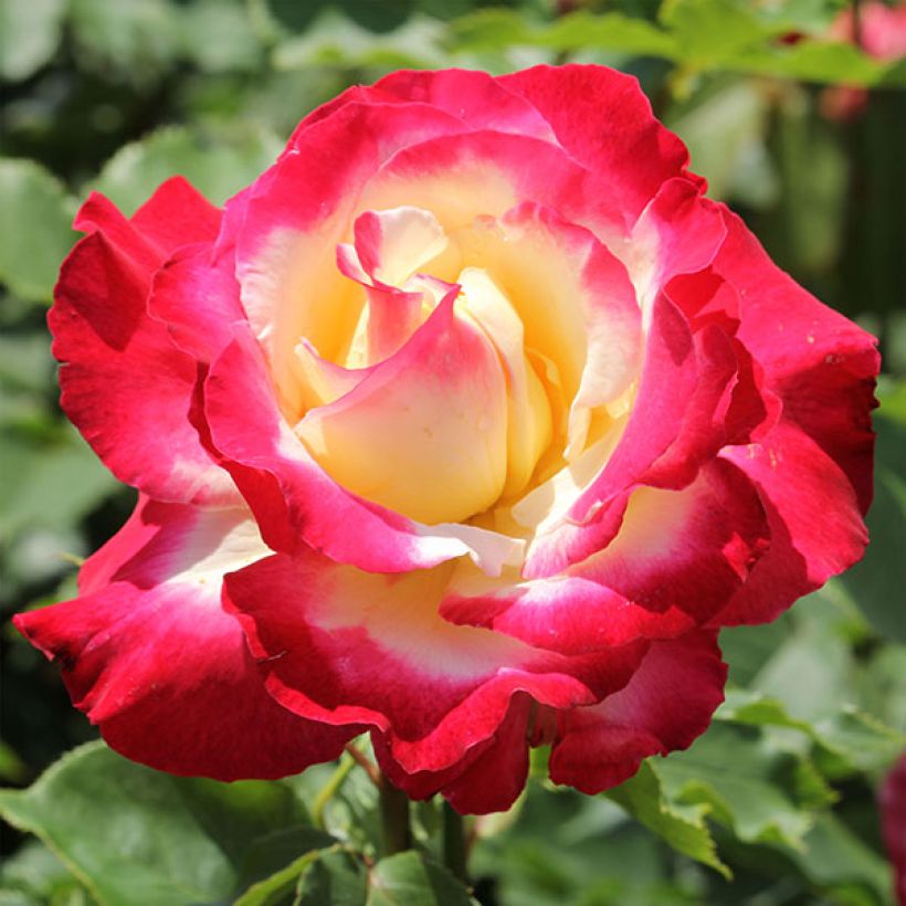 Roseira de flor grande Double Delight (Floração)
