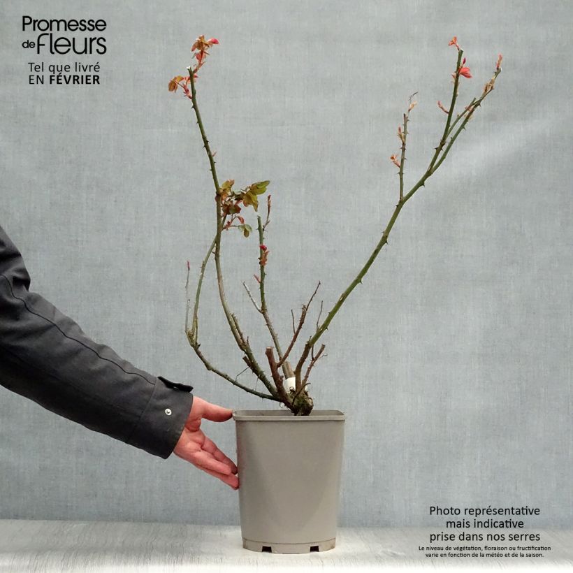 Amostra de Roseira de flor grande Double Delight Vaso de 4 L/5 L tal como entregue no inverno