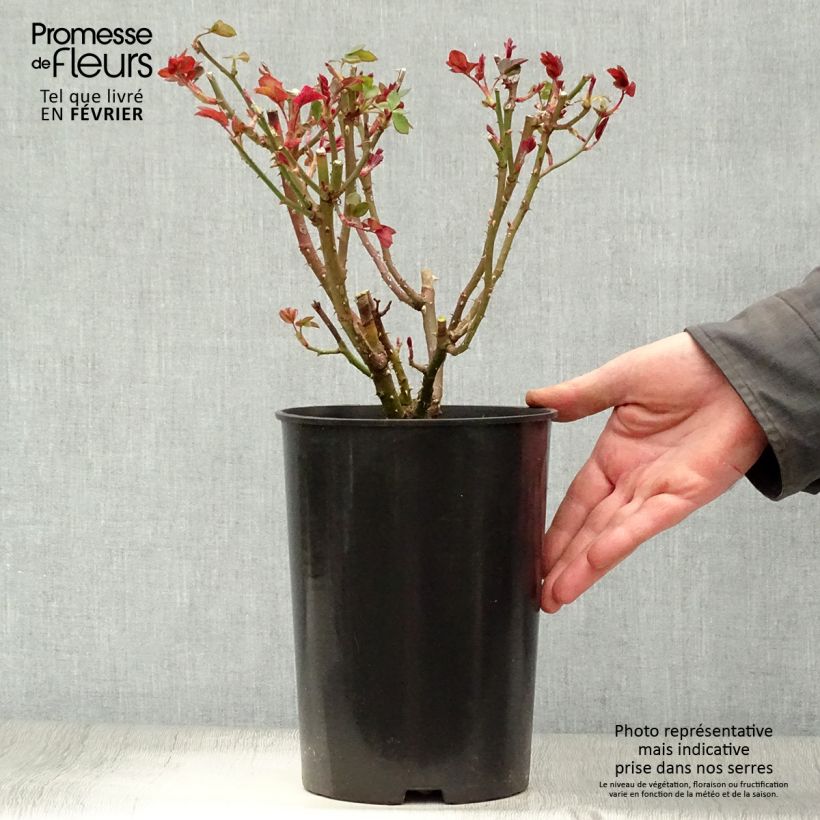 Amostra de Rosier à grandes fleurs Elaine Paige Vaso de 4 L/5 L tal como entregue no inverno