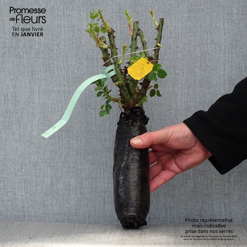 Amostra de Rosier à grandes fleurs Elle Raízes nuas em torrão tal como entregue no inverno
