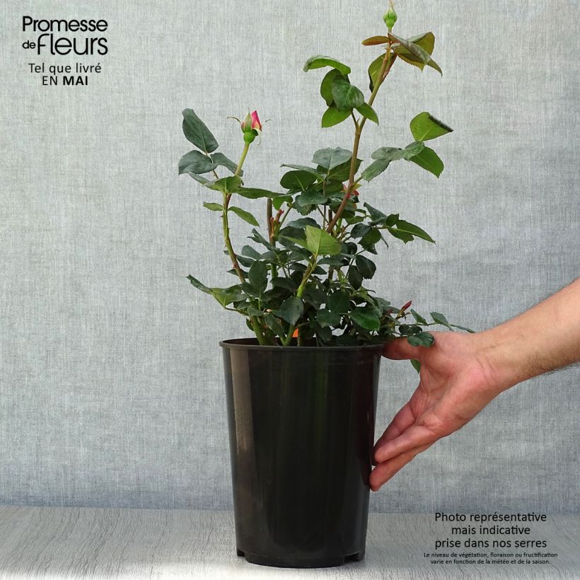 Amostra de Rosier à grandes fleurs Elle Vaso de 4 L/5 L tal como entregue na primavera