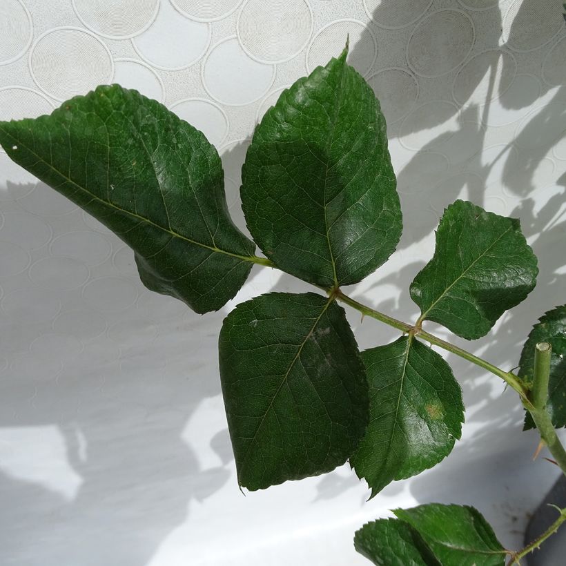 Roseira de flor grande Eriko Takeda (Folhagem)