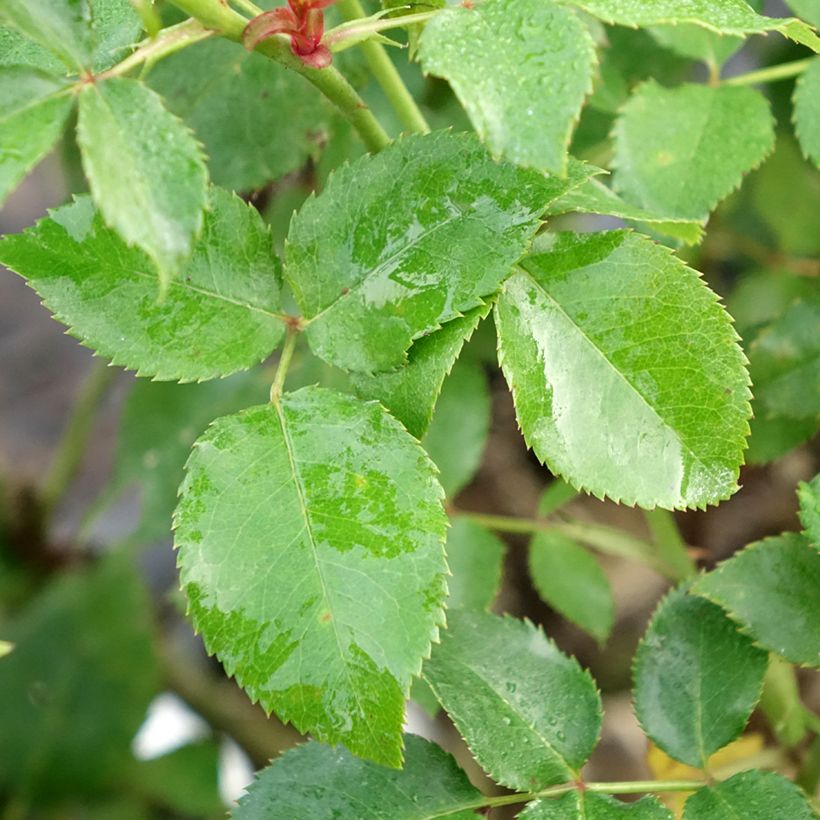 Roseira de flor grande Espoir d'Anjou (Folhagem)