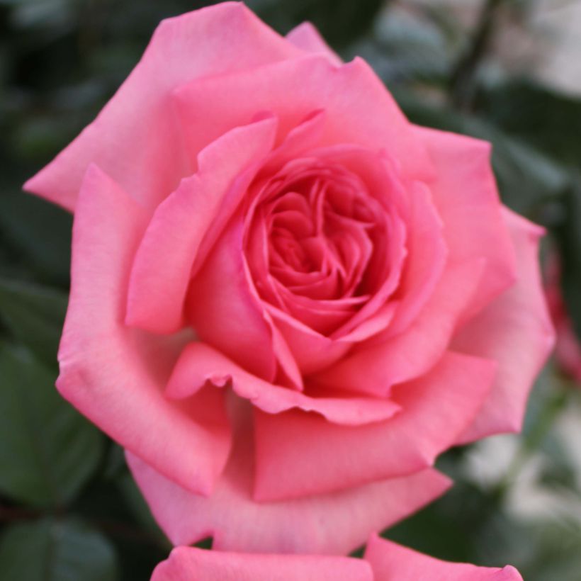 Roseira de flor grande Fragonard (Floração)