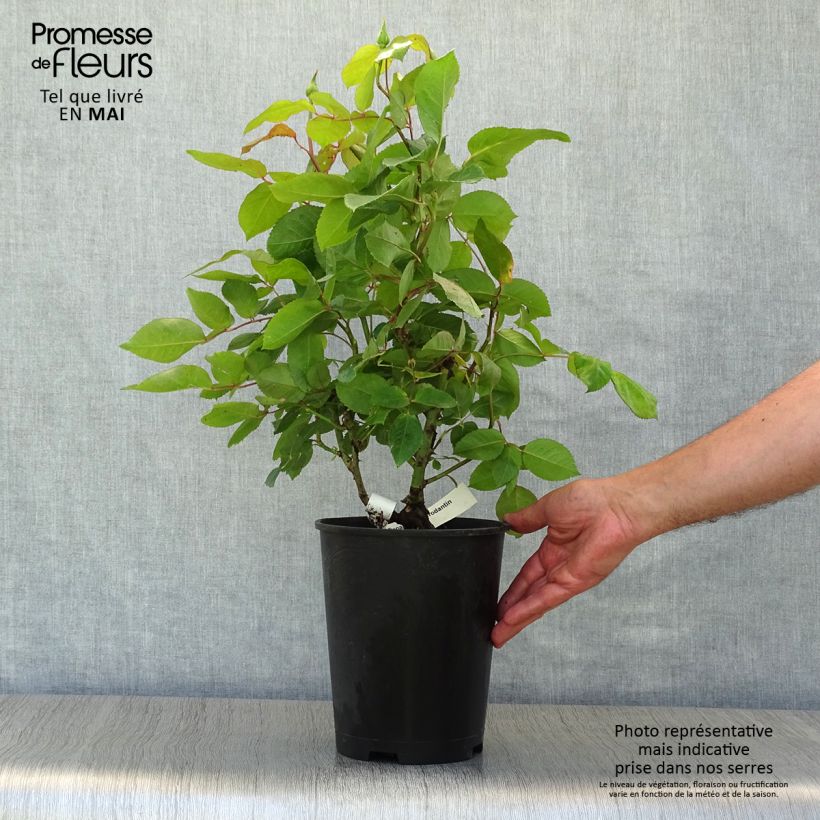 Amostra de Roseira de flor grande Gérard Depardieu Vaso de 4 L/5 L tal como entregue na primavera