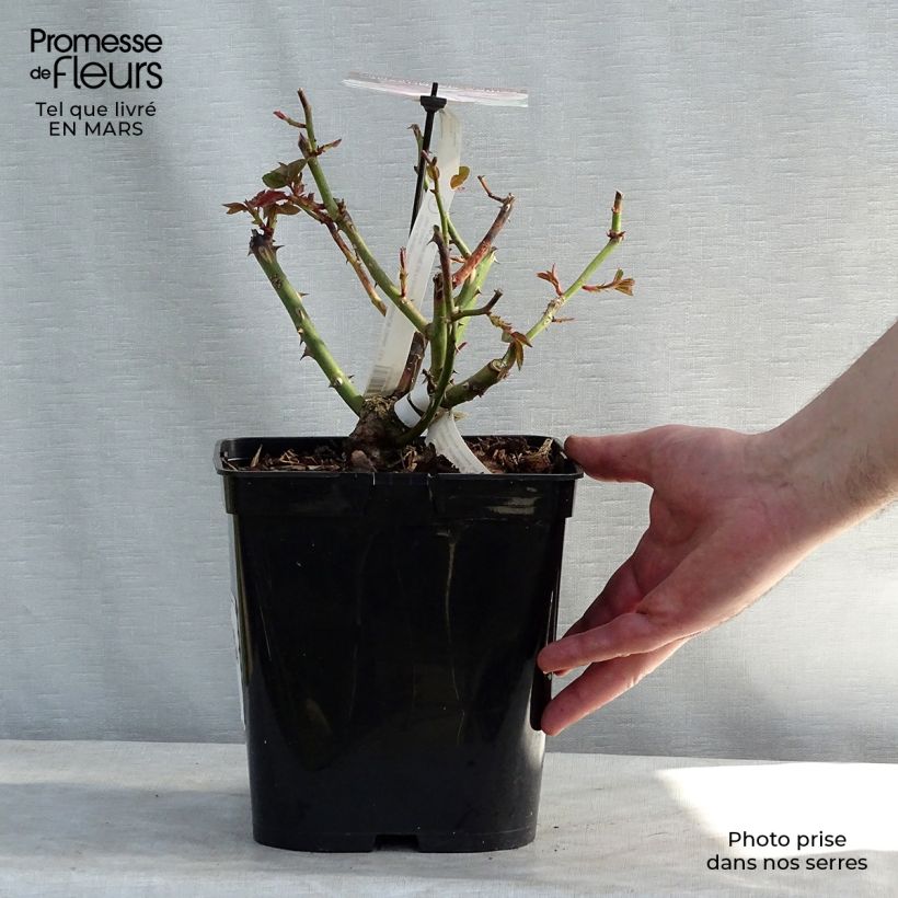 Amostra de Rosier à grandes fleurs Gilles de Brissac Vaso de 4 L/5 L tal como entregue no inverno