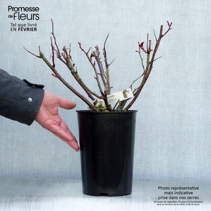 Amostra de Roseira de flor grande Grande Classe Vaso de 4 L/5 L tal como entregue no inverno