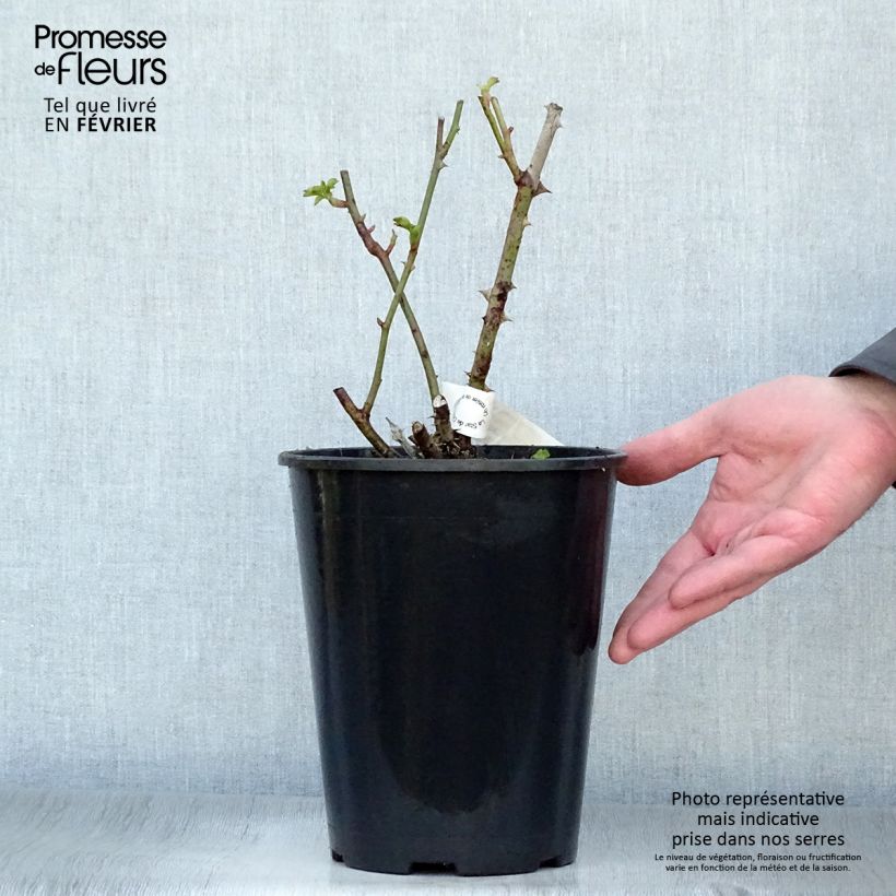 Amostra de Rosier à grandes fleurs Guillaume Gomez Vaso de 4 L/5 L tal como entregue no inverno