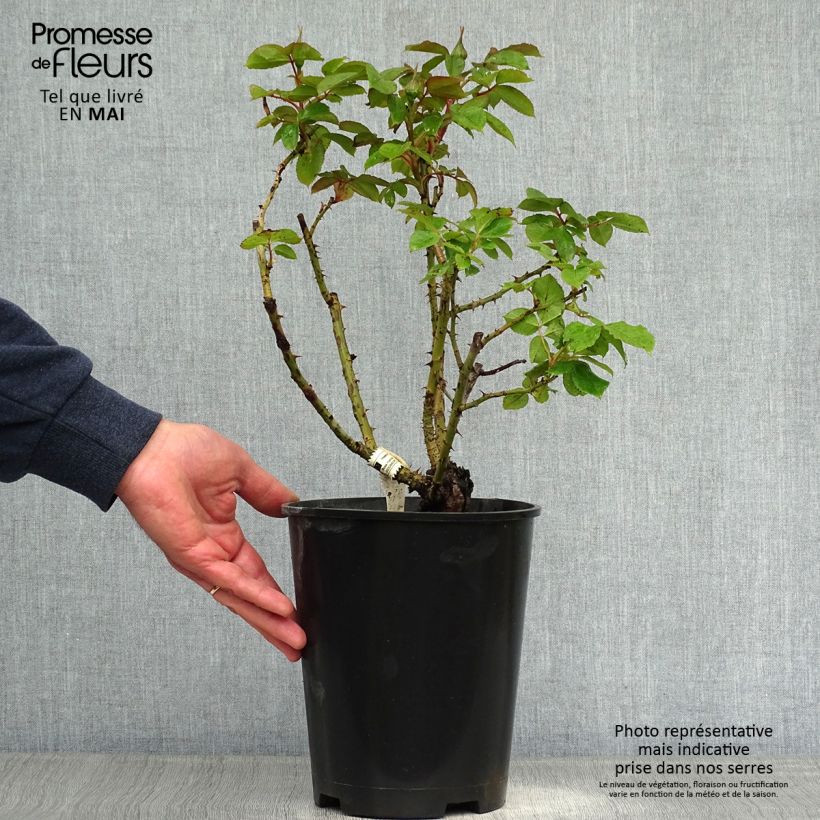 Amostra de Roseira de flor grande Henri Matisse Vaso de 3 L/4 L tal como entregue na primavera