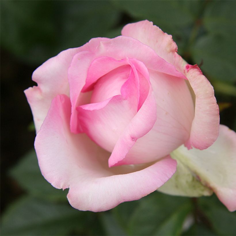 Roseira de flor grande Honore de Balzac (Floração)
