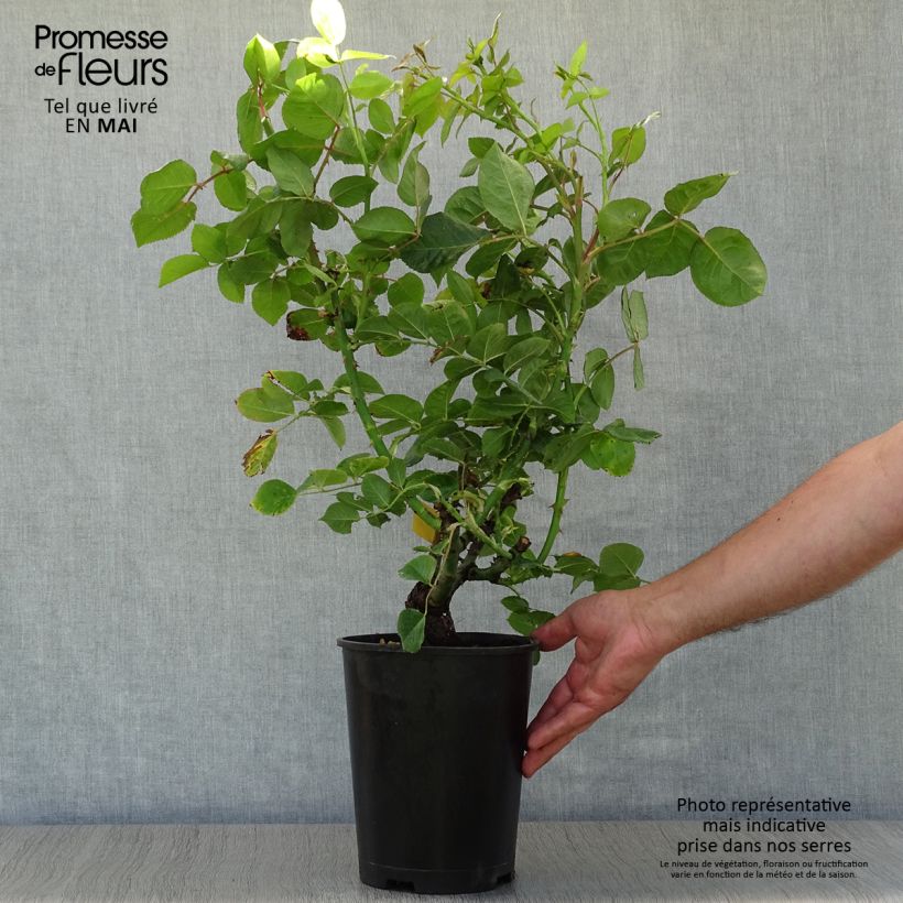 Amostra de Roseira de flor grande Ibiza Vaso de 4 L/5 L tal como entregue na primavera