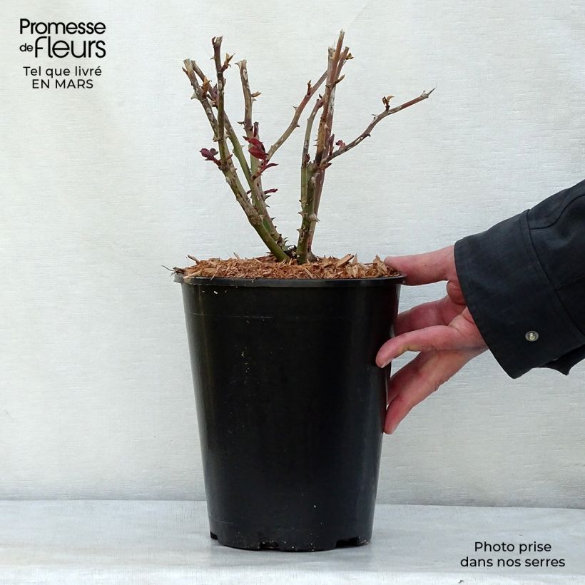 Amostra de Rosier à grandes fleurs Ingrid Bergman Vaso de 4 L/5 L tal como entregue no inverno