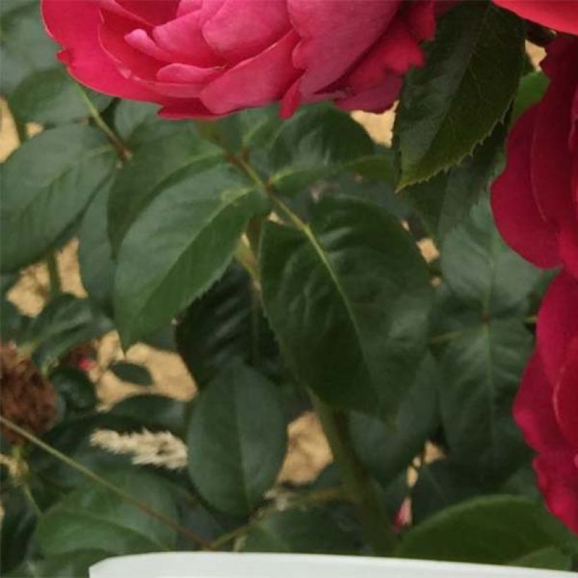 Roseira de flor grande Jingle Bells (Folhagem)