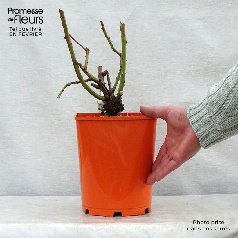 Amostra de Rosier à grandes fleurs Jingle Bells Vaso de 4 L/5 L tal como entregue no inverno