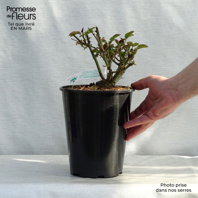 Amostra de Roseira de flor grande Jules Verne Vaso de 4 L/5 L tal como entregue na primavera