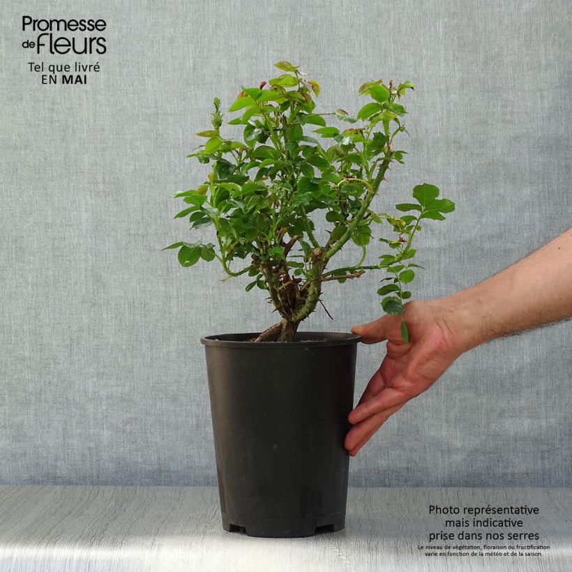 Amostra de Roseira de flor grande Ketchup & Mustard Vaso de 4 L/5 L tal como entregue na primavera