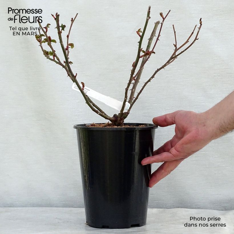 Amostra de Rosier à grandes fleurs La Rose de Molinard Vaso de 4 L/5 L tal como entregue no inverno