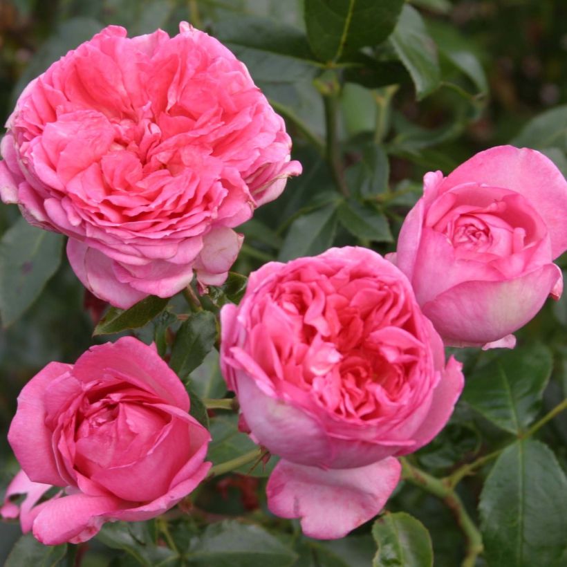 Roseira de flor grande La Rose de Molinard (Floração)